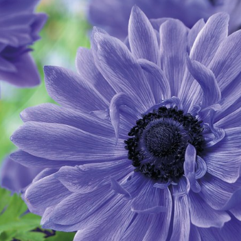 Anemónur - Lord Lieutenant, 15 stk