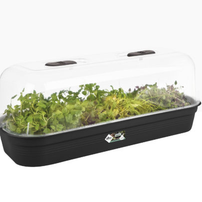 Sáðbakki - ílangur