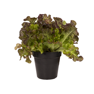 Green Basics gróðurpottar, Elho - svartir