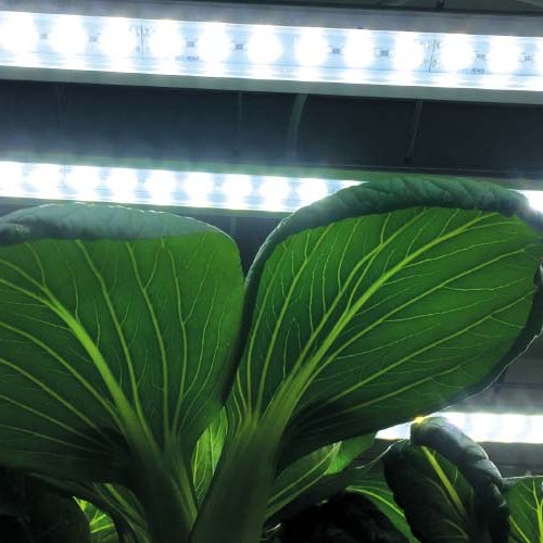 Plöntuljós LED Nr 2, 23W 85cm