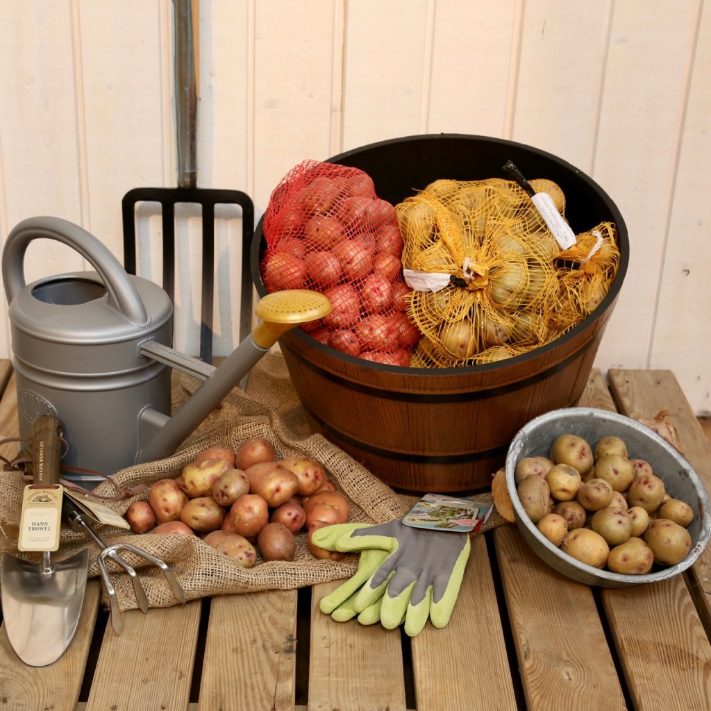 Útsæði Gullauga 5kg