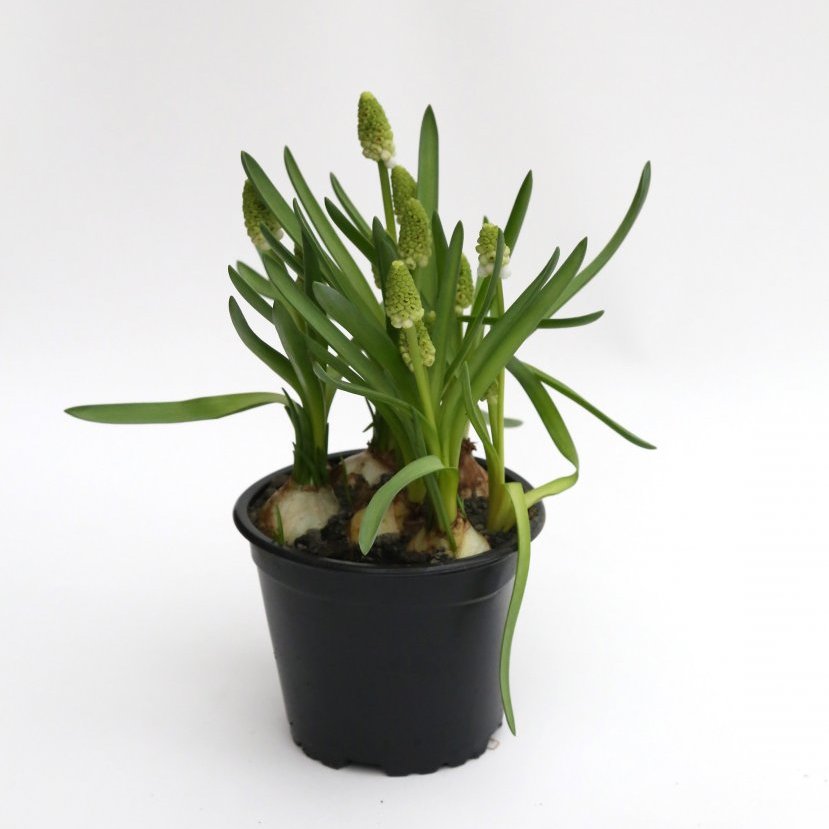 Perluliljur - Muscari