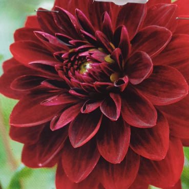 Dahlia - Arabian Night
