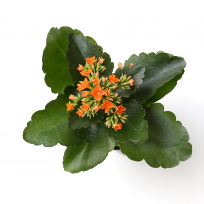 Ástareldur í potti