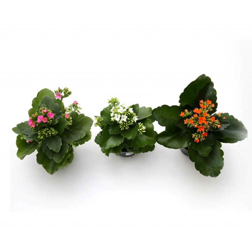 Ástareldur í potti