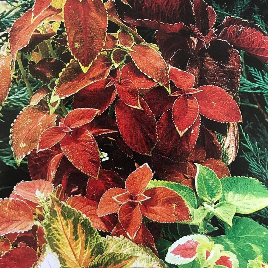 Coleus Ranbow mix