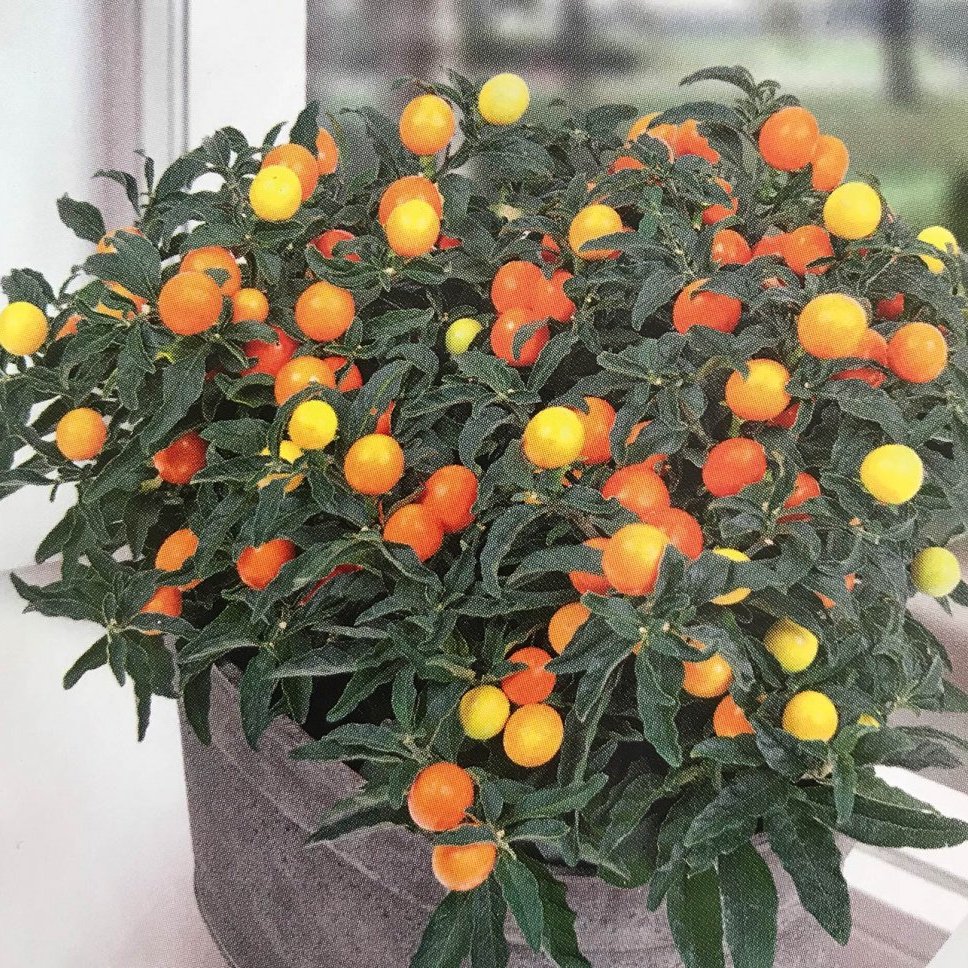 Solanum New Paterson