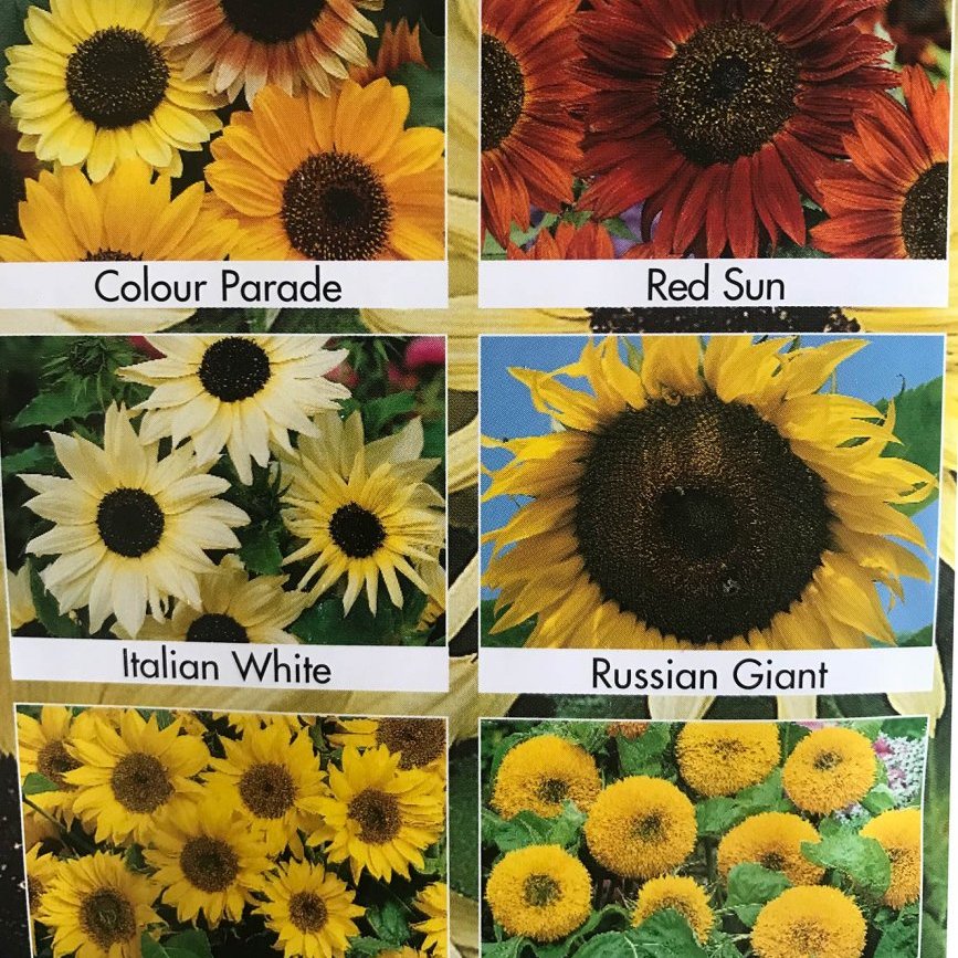 Sólblóm - Sunflower Collection