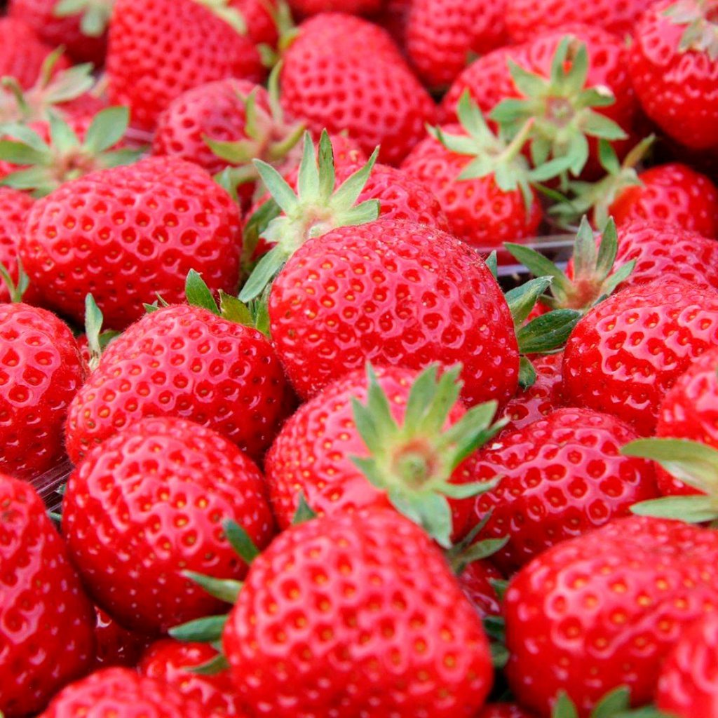 Fragaria Senga sengana jarðarberjaplanta