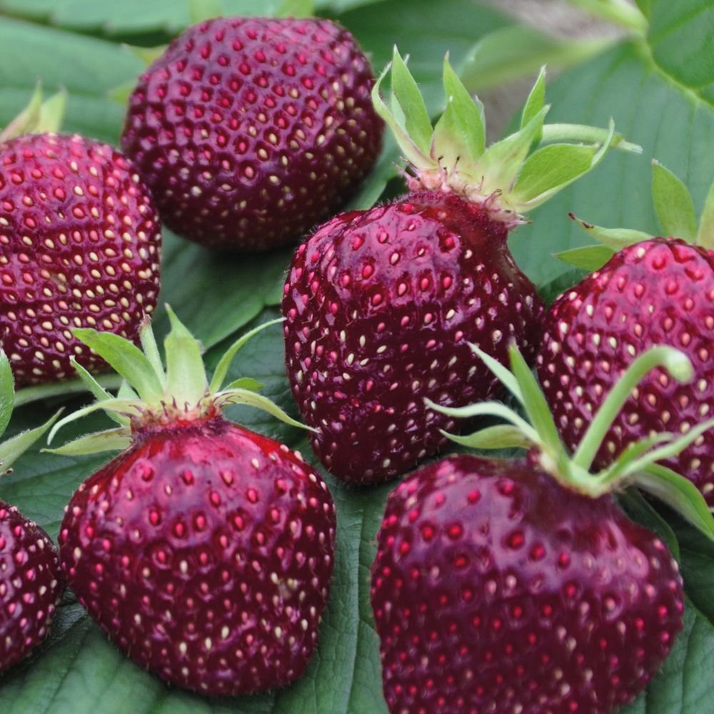 Fragaria Cherryberry jarðarberjaplanta
