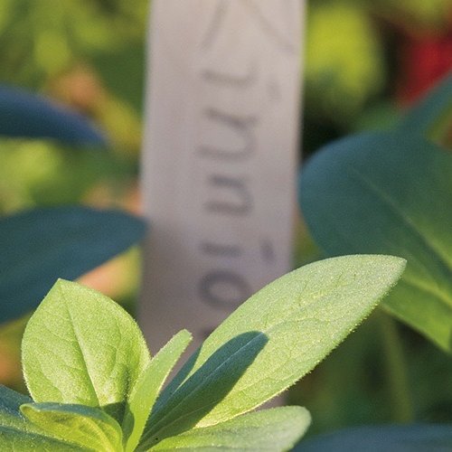 Plöntumerki úr við