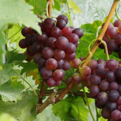 Vitis 'Frankenthaler'