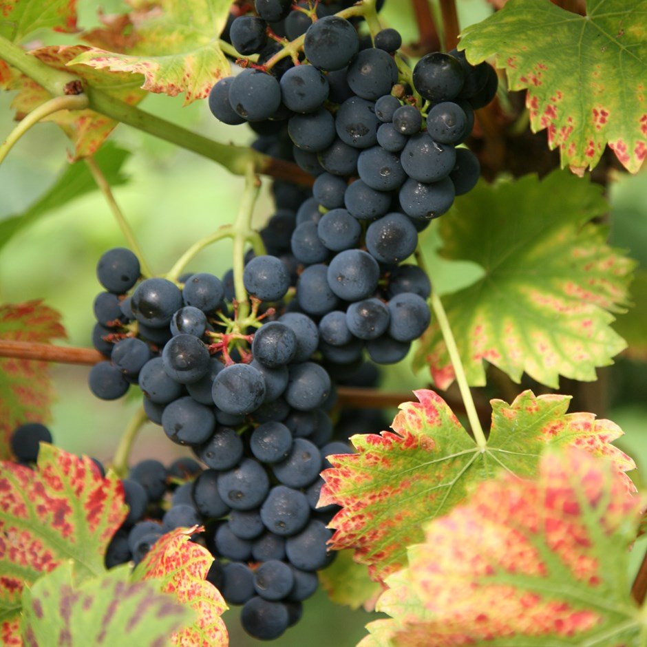 Vitis 'Regent'