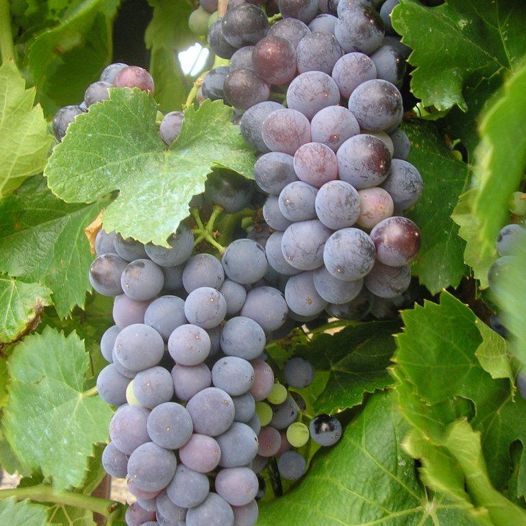 Vitis 'Rembrandt'