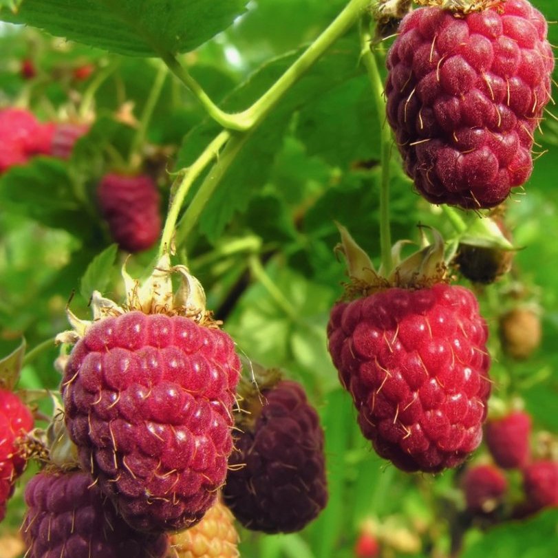 Rubus idaeus ´Ottawa´