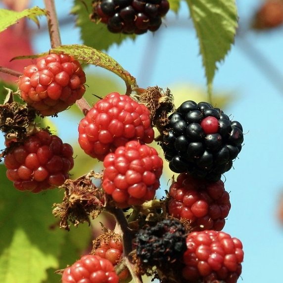 Rubus ´Loganberry´