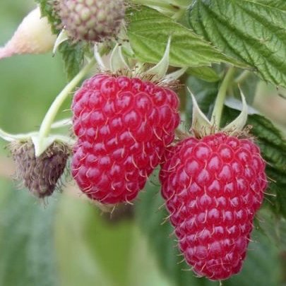 Rubus ´Autumn Bliss´