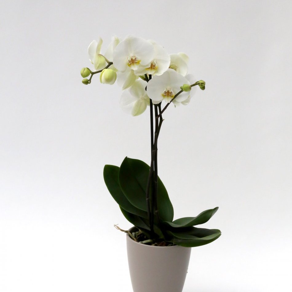 Orkidea 1 stöngull