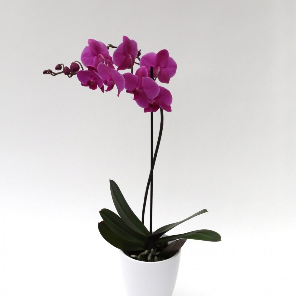 Orkidea 1 stöngull