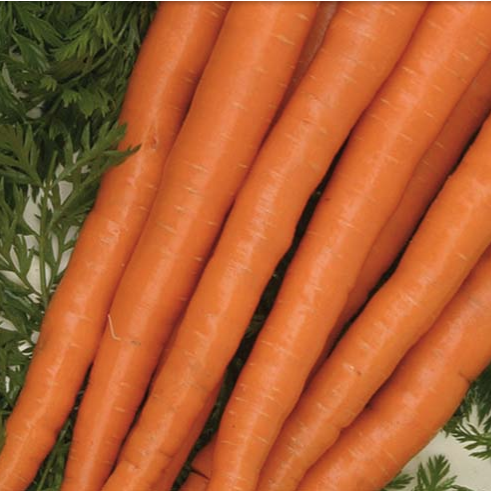 Gulrætur - Sugarsnax 54 F1