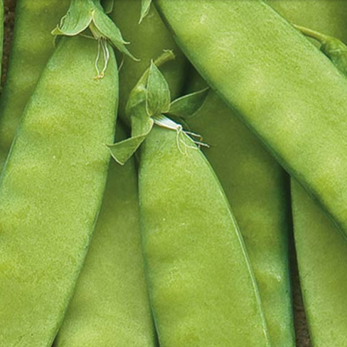Sykurbaunir - Pea (Snap)