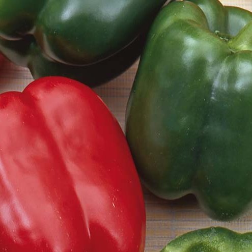 Paprika - California Wonder