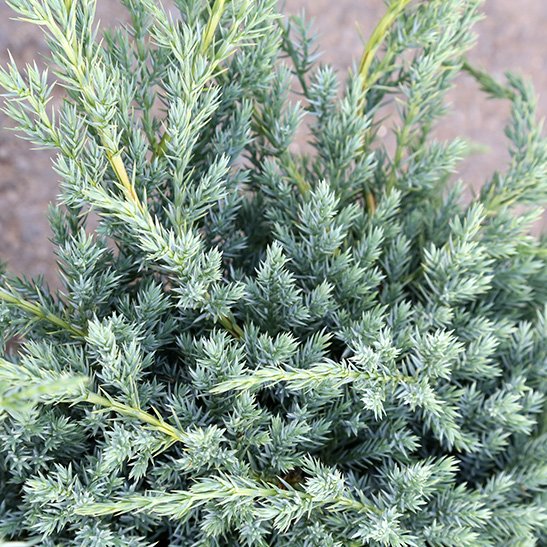 Skriðbláeinir ´Blue Carpet´