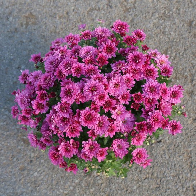 Krýsi - Chrysanthemum