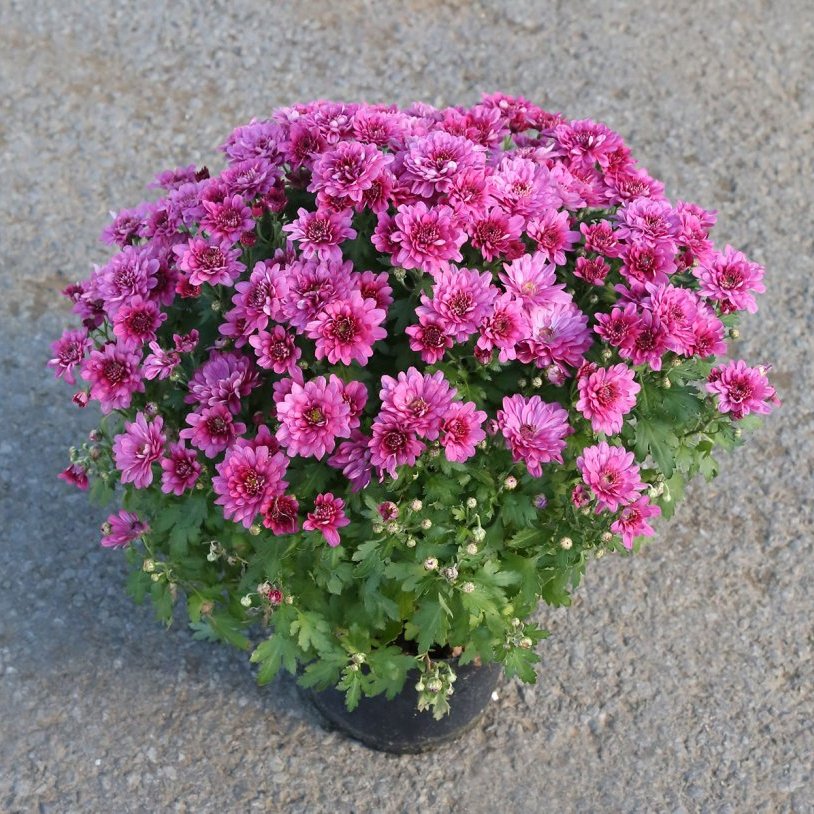 Krýsi - Chrysanthemum