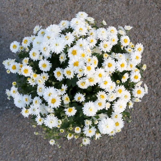Krýsi - Chrysanthemum