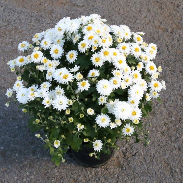 Krýsi - Chrysanthemum