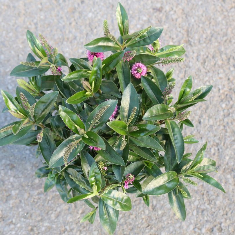 Hebe Donna - blómstrandi