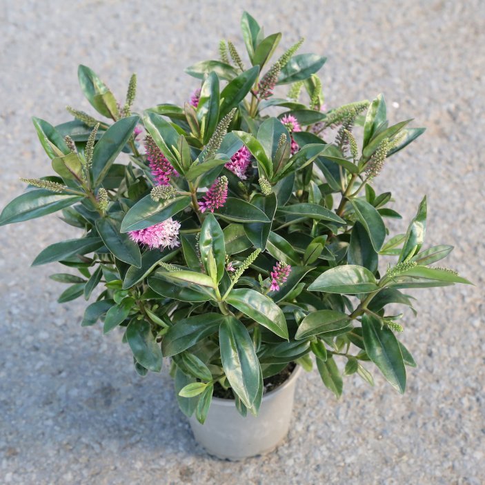 Hebe Donna - blómstrandi