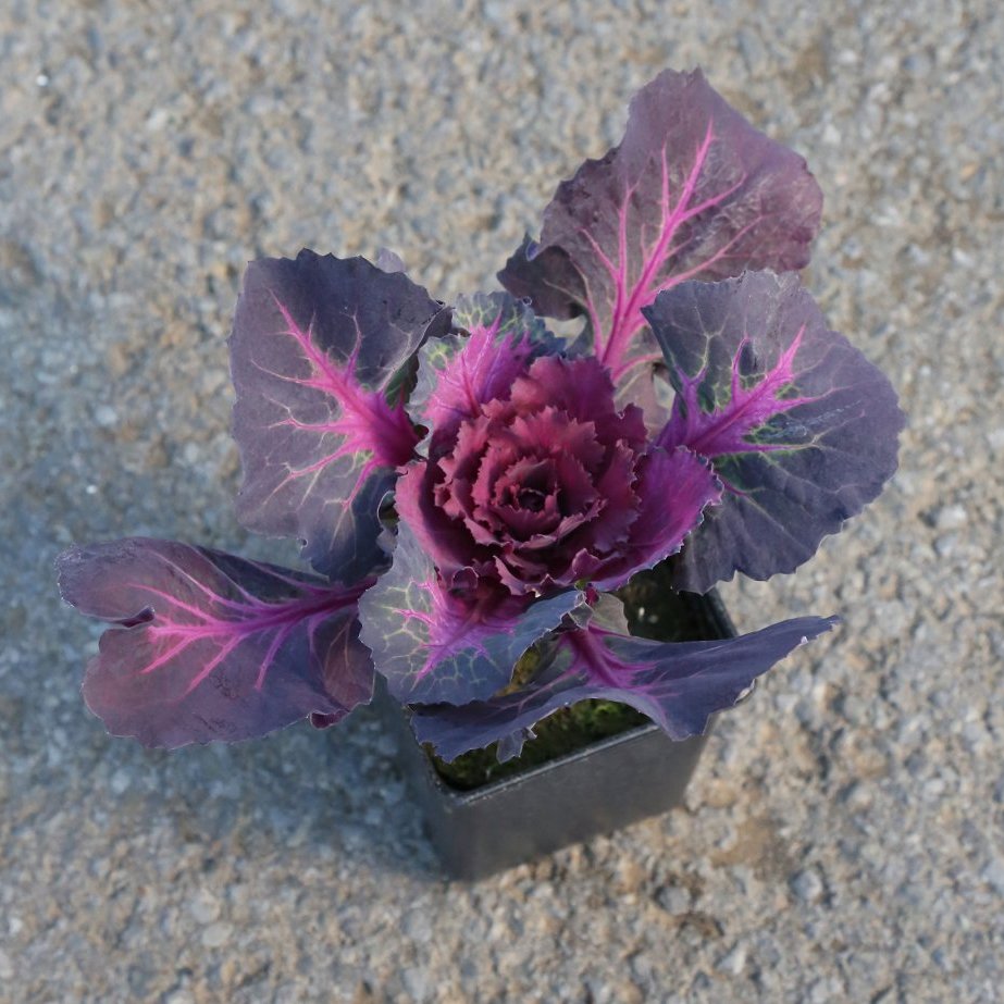 Skrautkál - dökkrautt