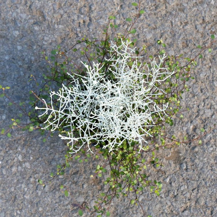 Vírkambur og skýjablettur