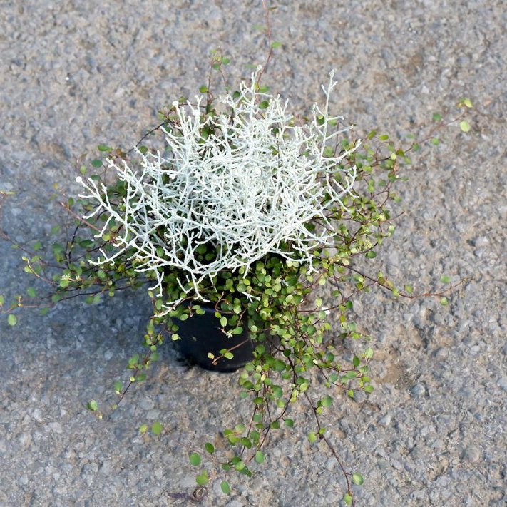 Vírkambur og skýjablettur