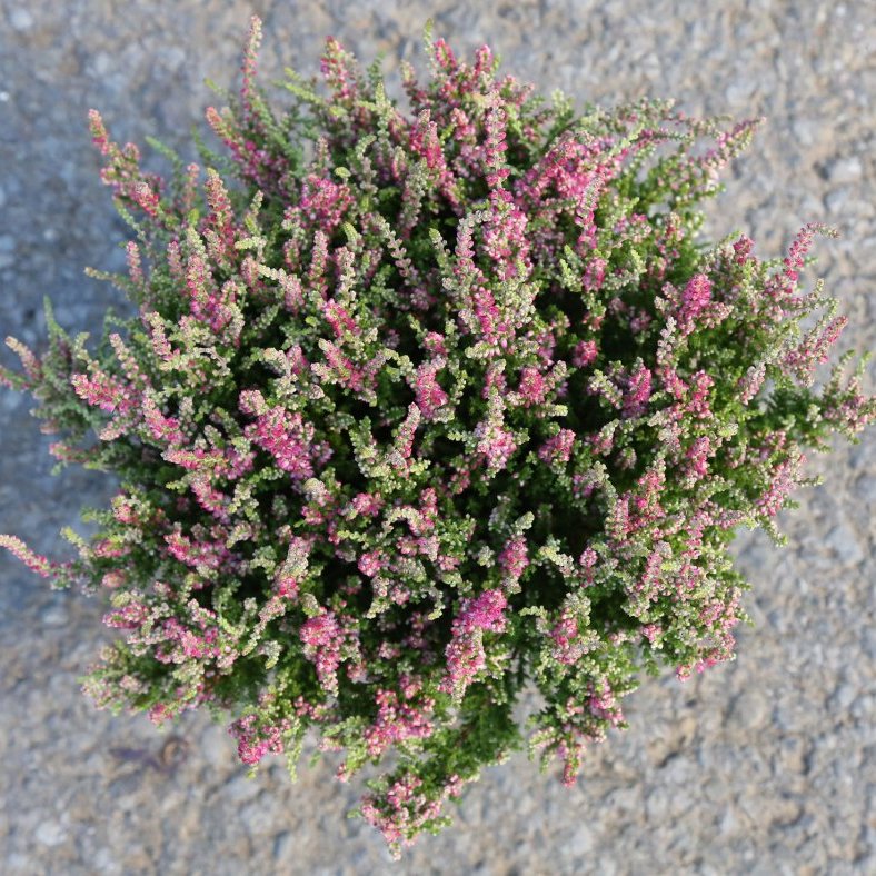 Calluna - ljósbleik