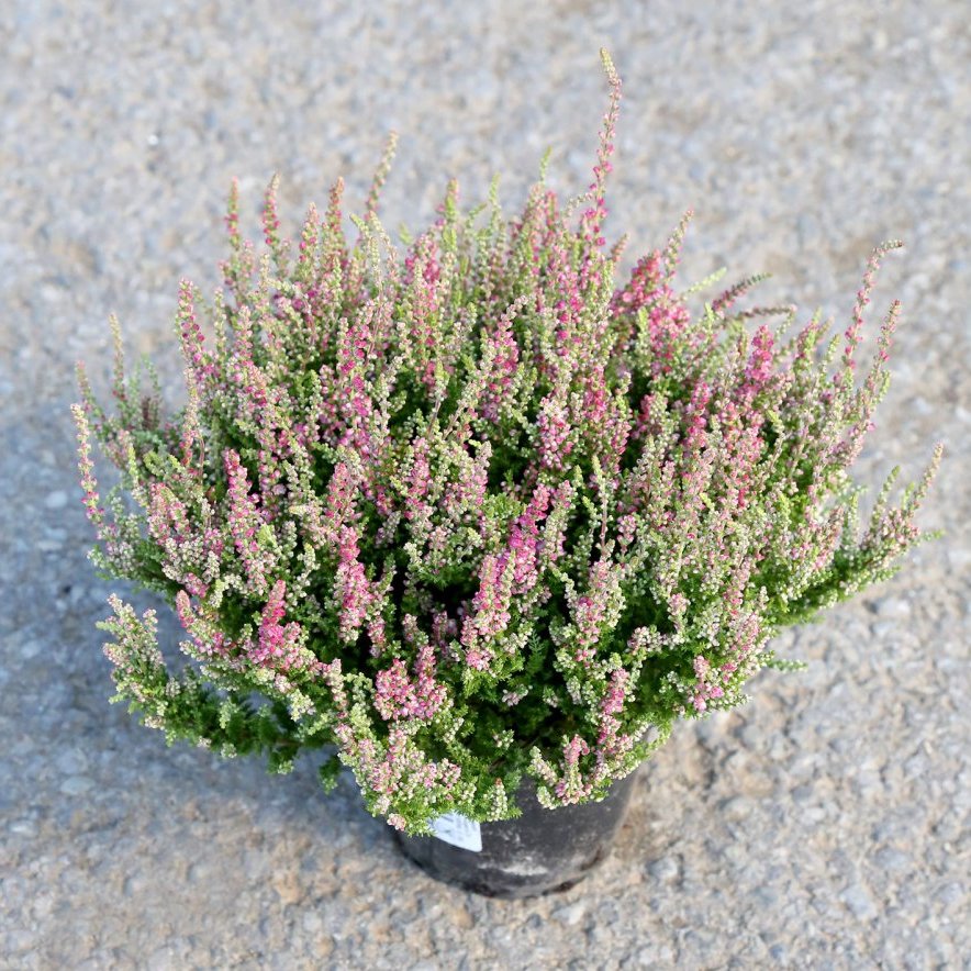 Calluna - ljósbleik