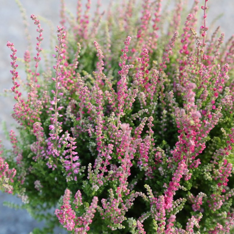 Calluna - ljósbleik