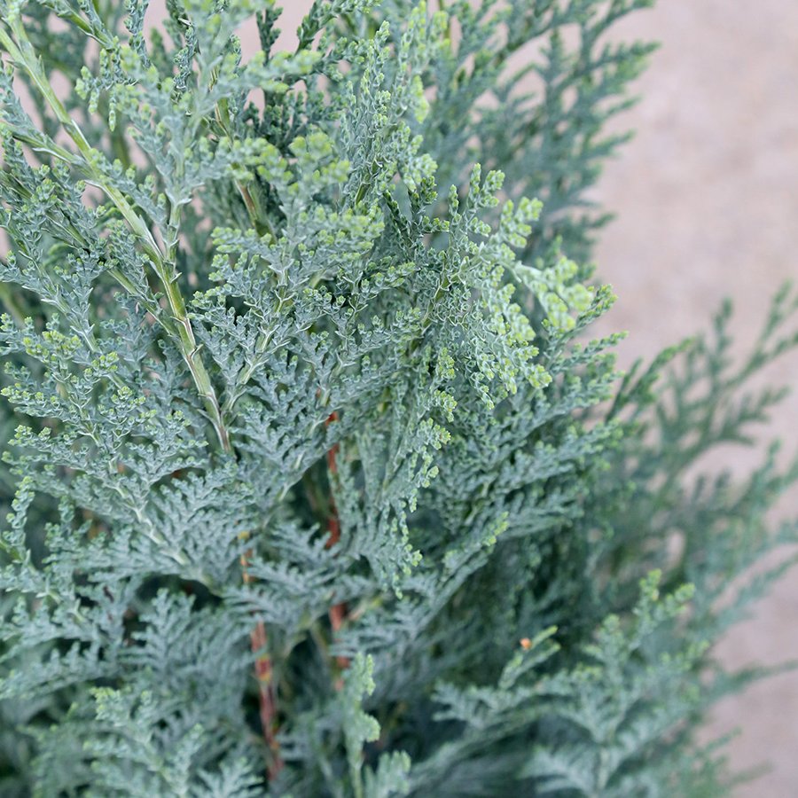 Fagursýprus ‘Columnaris’