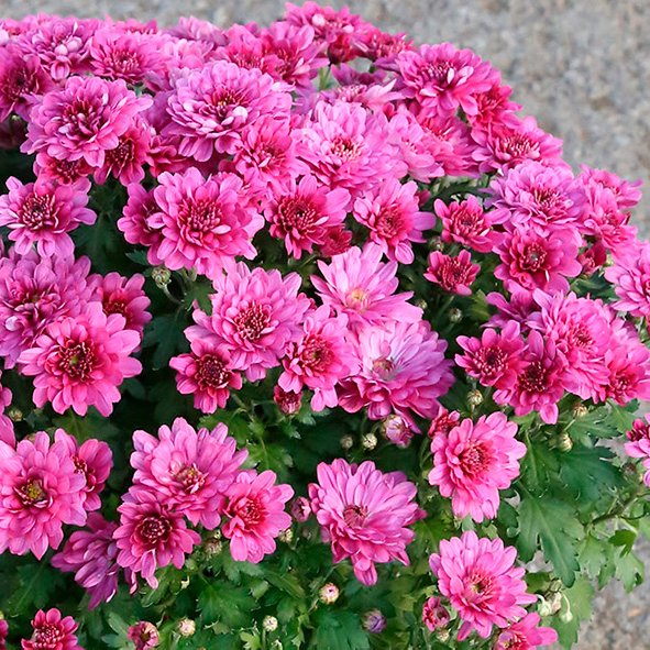 Krýsi - Chrysanthemum