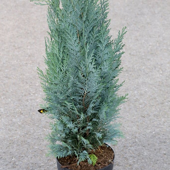 Fagursýprus ‘Columnaris’