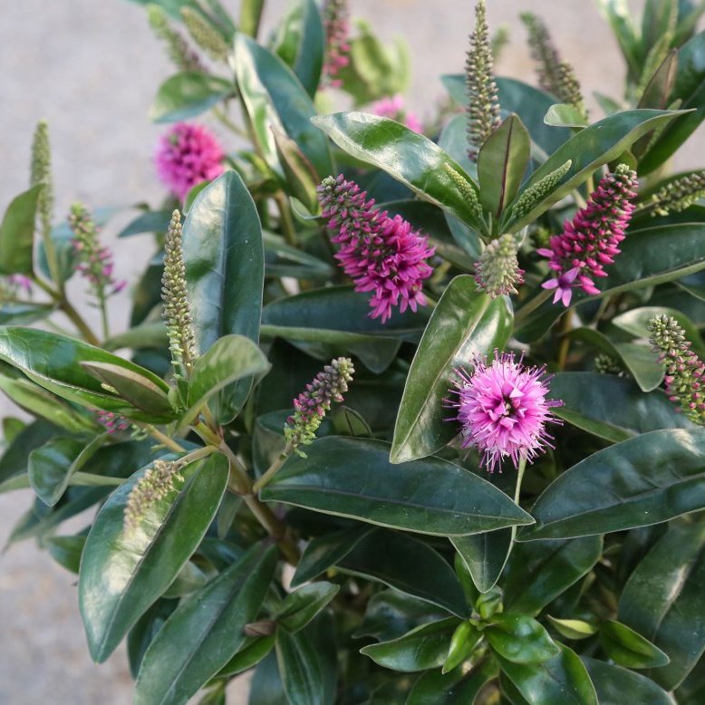 Hebe Donna - blómstrandi