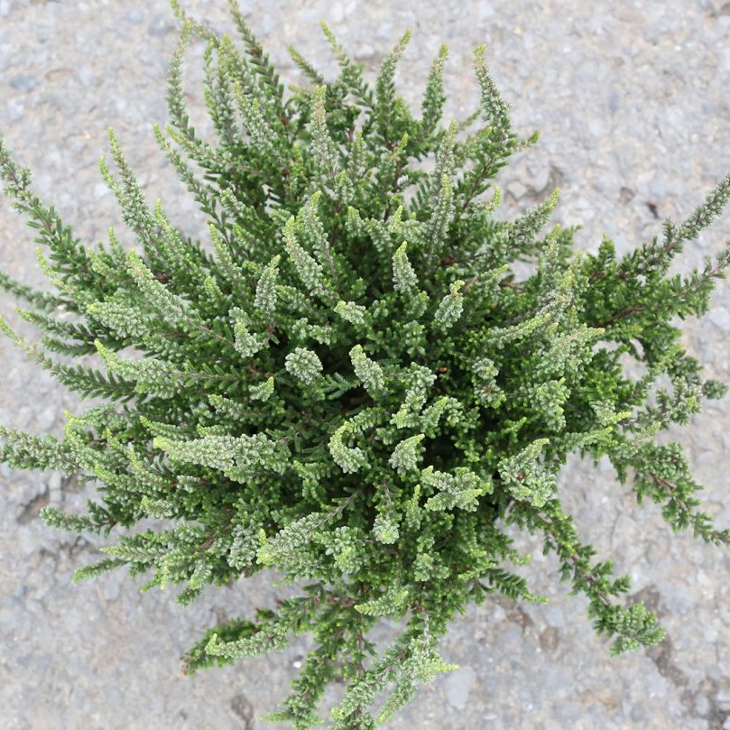 Calluna Ziva - græn