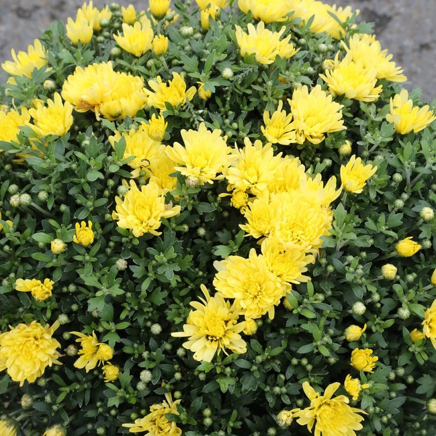 Krýsi - Chrysanthemum