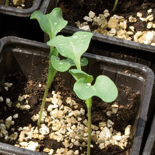 Vermiculite - mjög fínn vikur