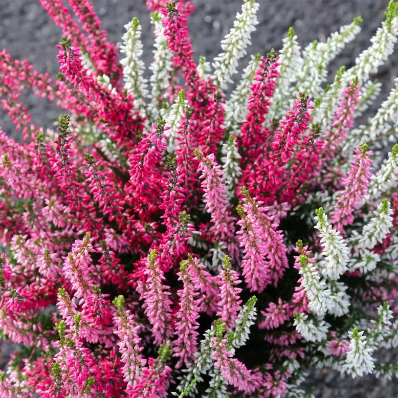 Calluna trio - dökkbleik, ljósbleik og hvít