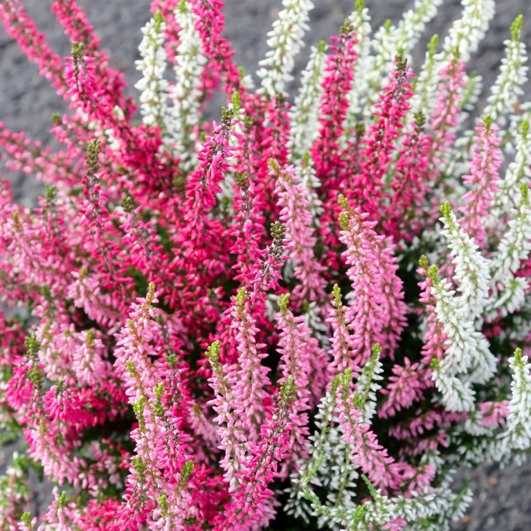 Calluna trio - dökkbleik, ljósbleik og hvít