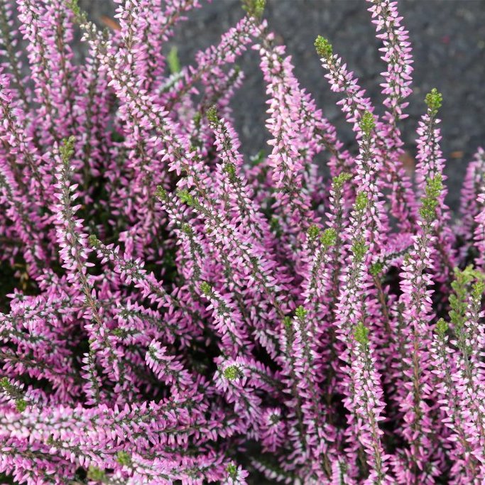 Calluna - ljósfjólublá