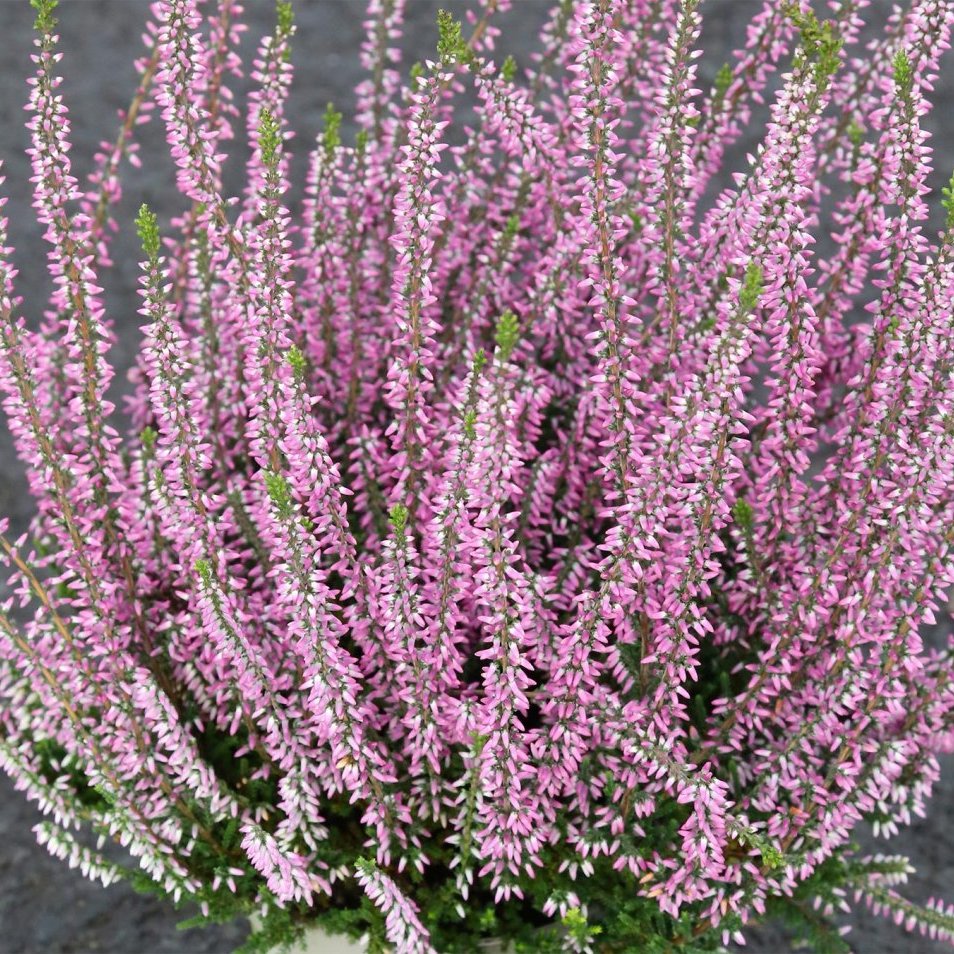 Calluna - ljósfjólublá